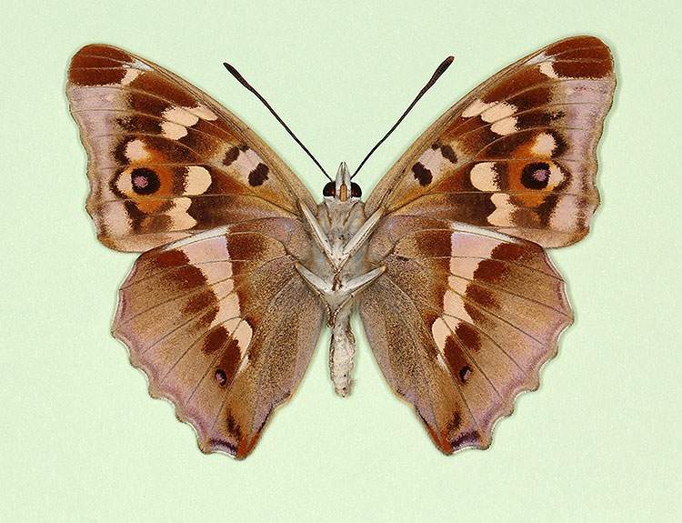 Apatura iris male (aberrant form monophana, verso) (Internet Image property of respective owner, non-commercial use only)